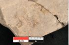 Foto (Detailansicht) von Lomatia synaphaeaefolia Unger (NHMW-GEO-2024-0188-11434)